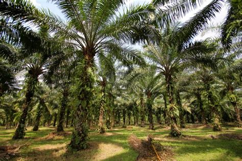 Peluang Usaha Budidaya Kelapa Sawit Dan Analisa Usahanya - Agrowindo