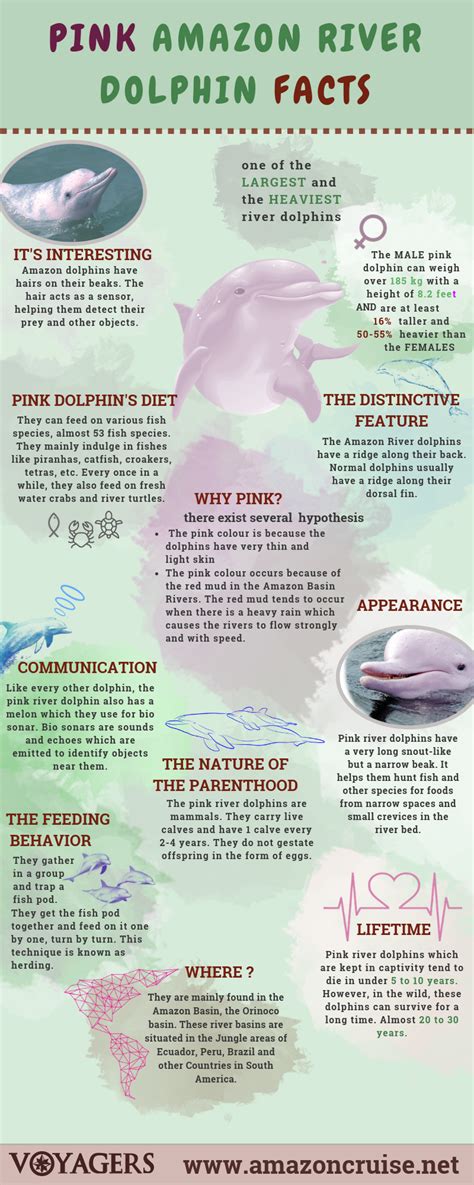 Pink Amazon River Dolphin Facts | Amazon Cruises and Lodges