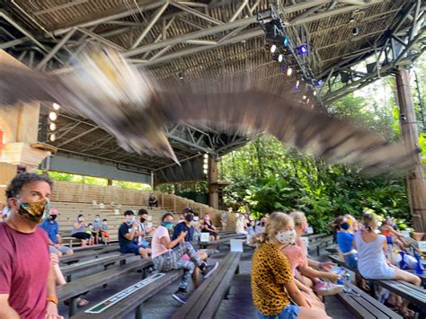 PHOTOS, VIDEO: New Socially Distanced Bird Show "Feathered Friends in Flight" Soars Into Disney ...