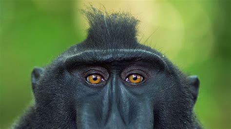 Animal Crested black macaque HD Wallpaper