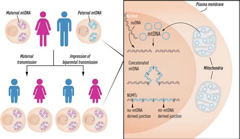 Inheritance of mitochondrial DNA in humans: implications for rare and common diseases - Wei ...