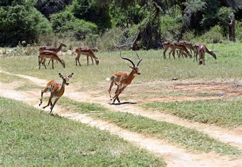 Impala gazelle stock photo. Image of wild, habitat, animal - 66308534