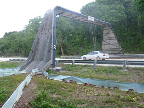 The crab bridge on Christmas Island #redcrabs #greatmigrations #ChristmasIsland | Natural ...