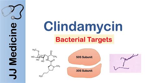 Clindamycin | Bacterial Targets, Mechanism of Action, Adverse Effects - YouTube