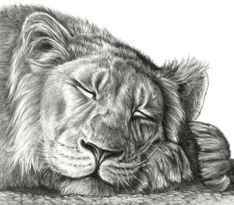 Lion Sketch Art at PaintingValley.com | Explore collection of Lion ...