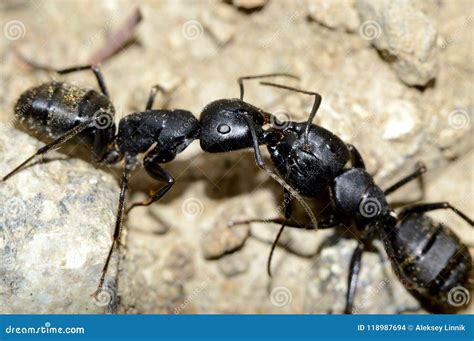 Two black ants fighting stock photo. Image of ants, closeup - 118987694