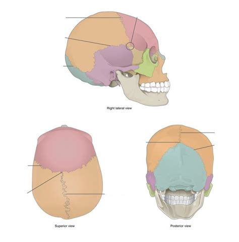 Skull Sutures Diagram Sutures Diagram Biology Diagrams | Images and Photos finder