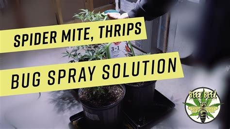 Spider Mite, Thrips Bug Spray on Indoor Plants Solution - YouTube