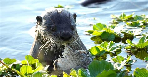 10 Incredible Otter Facts - IMP WORLD