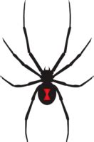 Black Widow Spiders PNG Photos | PNG Mart