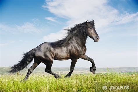 Sticker Beautiful black horse running trot - PIXERS.US