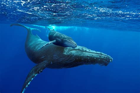 Heartbreaking: Hungry baby whale mistakes boat for its mom