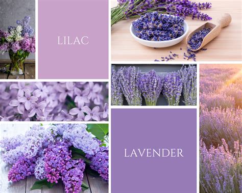 Lilac vs Lavender : What's The Difference? - Nourish Your Glow