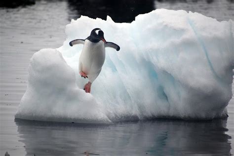 A Flexible Diet is Key to Antarctic Penguin Survival, Study Finds