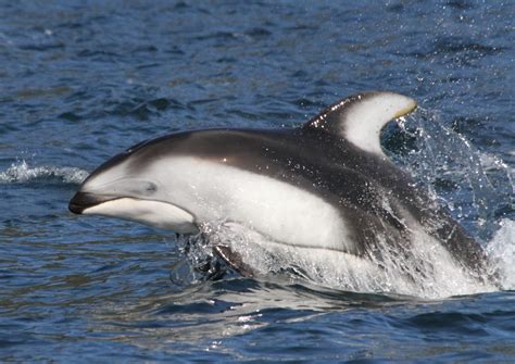 Stef Olcen Photography: Pacific White Sided Dolphins