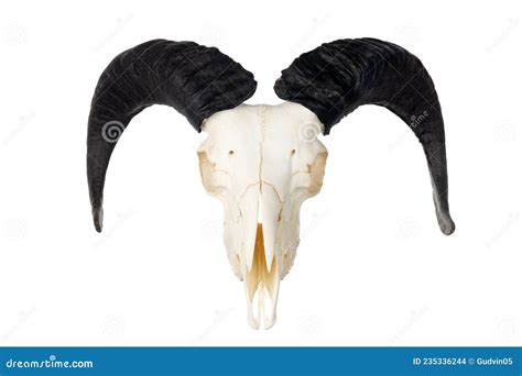 Ram Skull with Horns Isolated on White Stock Photo - Image of wild, baphomet: 235336244