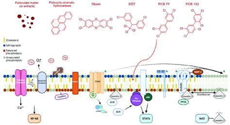 Membrane lipid rafts components and associated signaling pathways ...