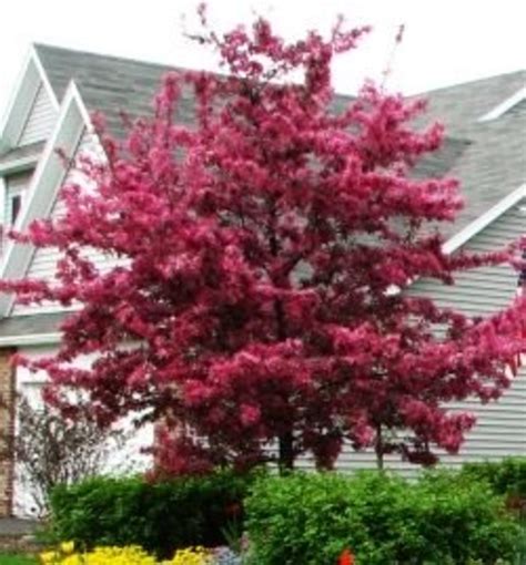 Flowering Crabapple Trees - Four Seasons of Beauty | Dengarden