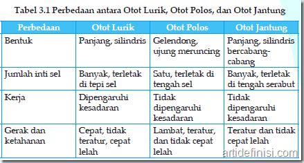 Jelaskan Perbedaan Antara Otot Jantung Dan Otot Lurik - Tugas sekolah