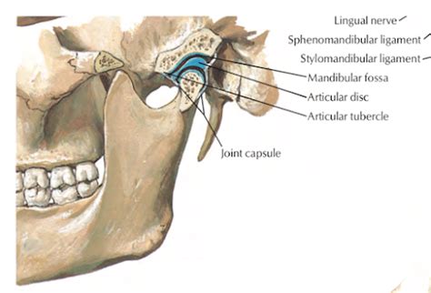 Head and Neck Anatomy: TEMPOROMANDIBULAR JOINT