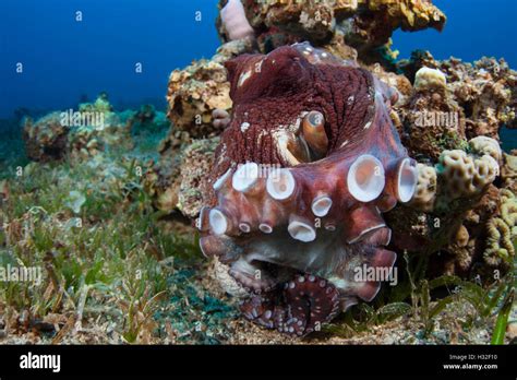 Common Reef Octopus Exhibiting Territorial Behavior (Octopus Cyanea ...