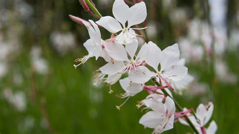 How To Grow And Take Care Of Gaura Plants