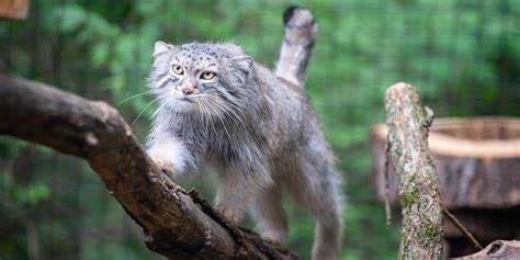 Pallas' cat | Smithsonian's National Zoo