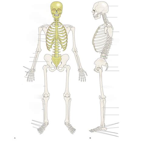 Musculoskeletal System Diagram | Quizlet