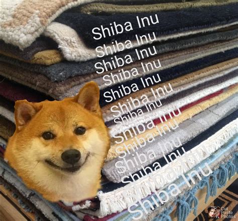 I've been aware of the Shiba Inu Coin community for less than a month ...