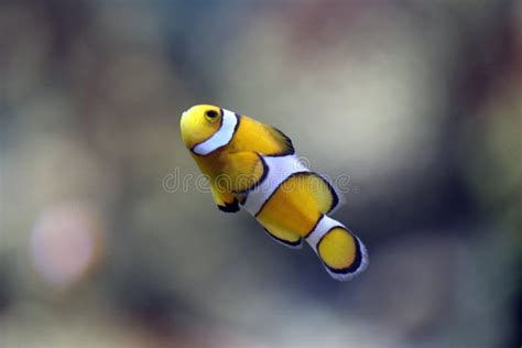 Clownfish in Sea Coral Reef Area. Stock Photo - Image of nemo, life: 46153536