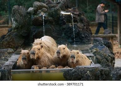 Capybara Family Hot Springs Onsen Stock Photo 389701171 | Shutterstock