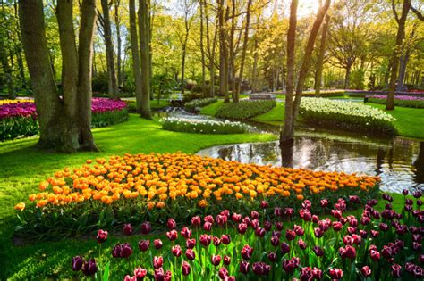 Hollanda'nın En Güzel Simgesi: Keukenhof Laleleri | Gezimanya