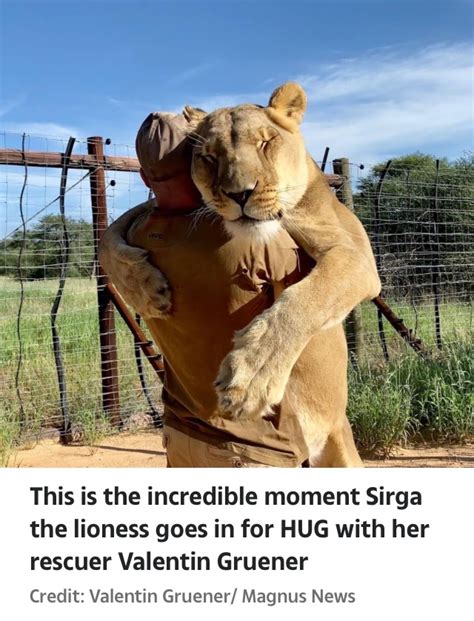 Lioness Goes In For A HUG With Her Human Best Friend ( Pics, Video) - Science/Technology - Nigeria