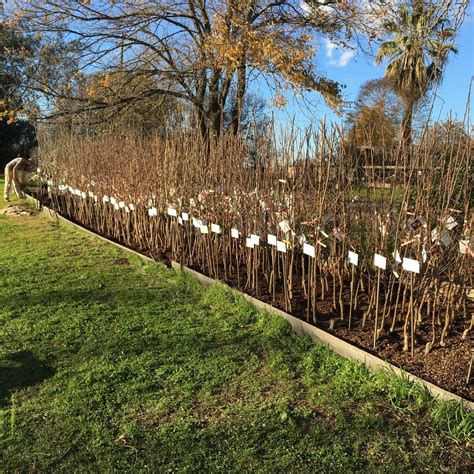 Bare Root Fruit Trees Are Ready For Sale | Bald Mountain Nursery