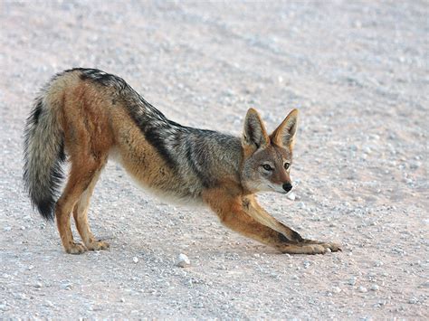 All About Animal Wildlife: Jackal Information and Photos-Images 2012