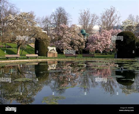 Magnolias in the Stuttgart zoo Wilhelma Stock Photo - Alamy