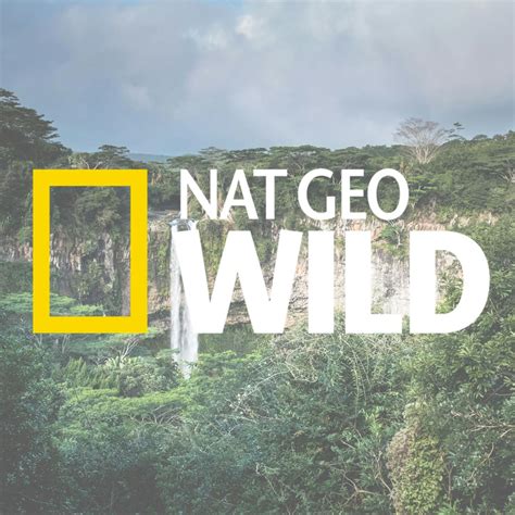 Nat Geo Wild Live Stream: How to Watch Nat Geo Wild Online