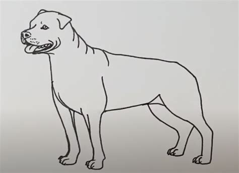 Drawing a Rottweiler: Step-by-Step Guide for Dog Lovers - Rocky Kanaka