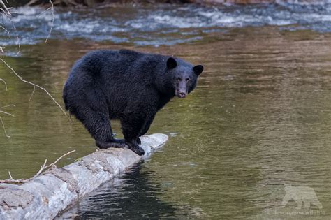 Black Bears Canada - Fascination Wildlife