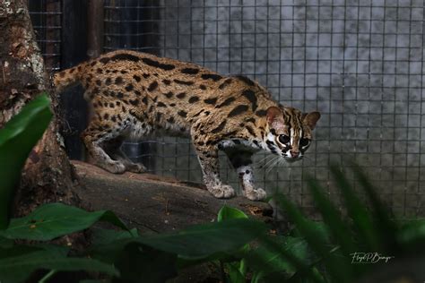 Visayan Leopard Cat (Prionailurus bengalensis rabori) “Maral” - Tinig ng Kabisayaan