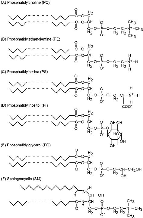 Structures of various phospholipids used to reconstruct liposomes ...