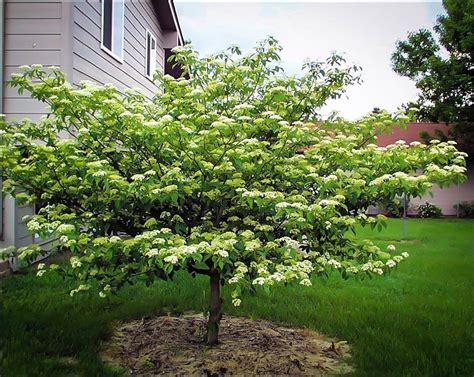 Pagoda Dogwood For Sale Online | The Tree Center