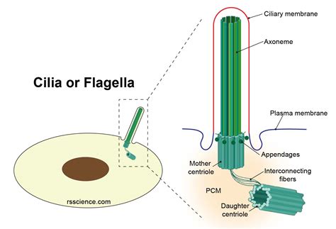 Centrosomes - the engine of cell division - definition, structure, function, and biology