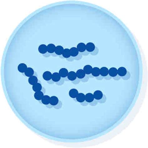 Microbiologics Finegoldia magna ATCC 29328 LYFO-DISK; 6/Pk.:Life Sciences | Fisher Scientific