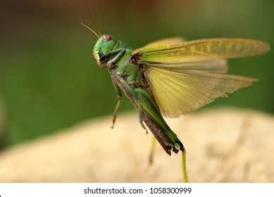 2,331 Locust Flying Images, Stock Photos & Vectors | Shutterstock