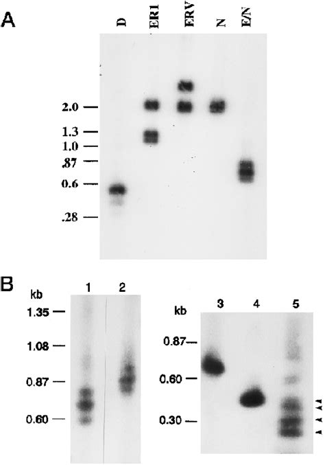 A, Southern blot of genomic DNA. Genomic DNA was cleaved with... | Download Scientific Diagram