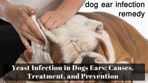 Can Ear Infection In Dog Cause Lethargy