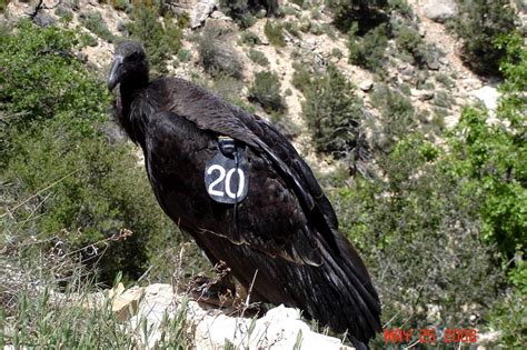 California Condor - Conservation in Action