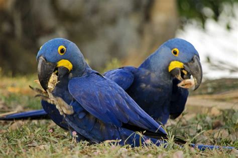 These blue macaws help grow the forest around them, a new study finds