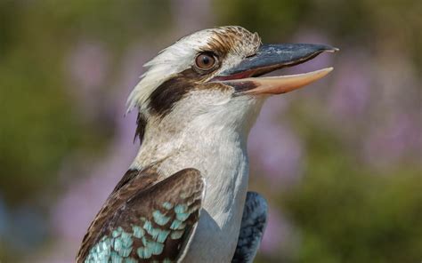 Kookaburra - A Kookaburra Bird Perched On A Branch Of A Tree Stock ...